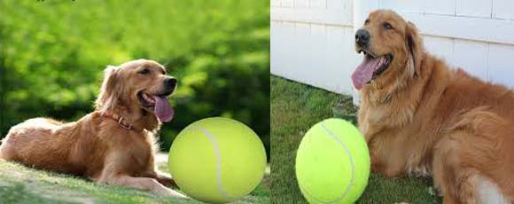 Giant tennis ball for dogs