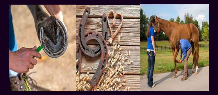 best horseshoe set a perfect horse equipment for horse lover