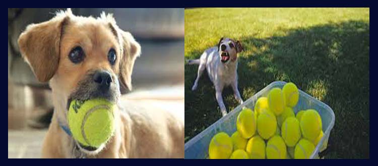 tennis balls bad for dogs